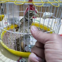 سهره خاکی یا سره قناری قرص بخوان|پرنده|گرگان, |دیوار