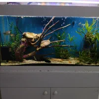 یک آکواریوم لاکچری|ماهی|مشهد, الهیه|دیوار