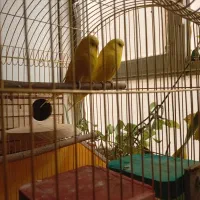 مرغ عشق انگلیسی|پرنده|فردیس, داوری|دیوار