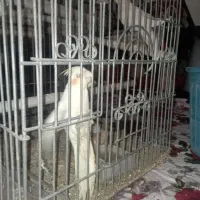 طوطی عروس هلندی مولد با جوجه|پرنده|کرج, شهرک سهرابیه|دیوار