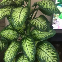 قرص کود نانو|گل و گیاه طبیعی|بومهن, |دیوار