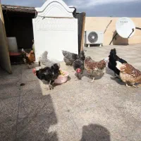 تخم نطفه دار زینتی