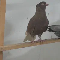 کبوتر  رنگی