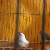 فنچ یه سر کینگ درشت