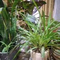 گیاهان طبیعی آپارتمانی وباغی|گل و گیاه طبیعی|شاهین‌شهر, بانک استان|دیوار