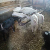 میش وبز وبزغاله|حیوانات مزرعه|تربتحیدریه, بالا ولایت|دیوار