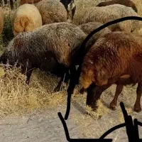 بره چاق