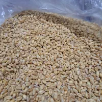 گندم آبی پیشگام