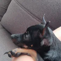 سگ گمشده|حیوانات|اصفهان, باغ فدک|دیوار