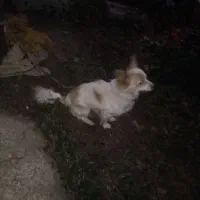 یک سگ پامرین روباهی|سگ|مشگین شهر, |دیوار