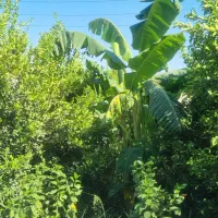 باغچه برق واب تصفیه/بنجعفر