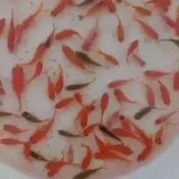 ماهی قرمز عمده|ماهی|قم, نخودی|دیوار