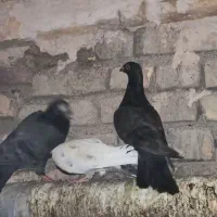 کفتر/کبوتر فروشی اردکان|پرنده|اردکان, |دیوار