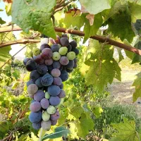 باغ انگور ایستاده و درختان الوان