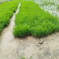 بذر نشا شالی فجر ۹۰ روزه سوزنی