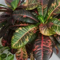 گل طبیعی کروتون