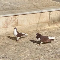 کبوتر|پرنده|آباده, |دیوار