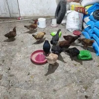 مرغ محلی|حیوانات مزرعه|نورآباد, |دیوار