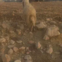 قوچ سنجابی|حیوانات مزرعه|ایوان, |دیوار