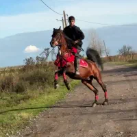 نریون عرب یکسر از کنز