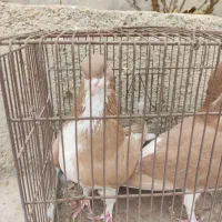 کبوتر نرماده خوش رنگ زرد|پرنده|کازرون, |دیوار