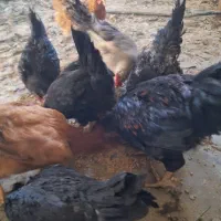 مرغ خروس|حیوانات مزرعه|شیراز, شهرک صنعتی شیراز|دیوار