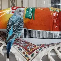 جوجه مرغ عشق|پرنده|تهران, مهران|دیوار