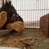 مرغ خروس مینیاتوری کرچ با جوجه