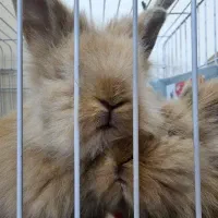 خرگوش مینی لوپ المانی