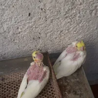 عروس هلندی جوجه|پرنده|بندر گناوه, |دیوار