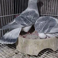 شامی|پرنده|نیشابور, کوی حسینی|دیوار