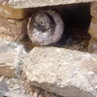 چن جفت کفتر|حیوانات|نظرآباد, نجم آباد|دیوار