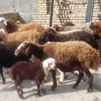 ۱۸راس میش بره شیشک با یک راس قورچ