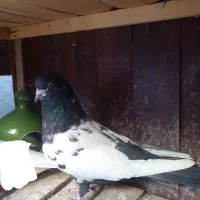 کفتر نر|پرنده|قم, نخودی|دیوار