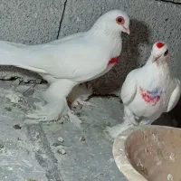 کفتر جفت قرمز گوز