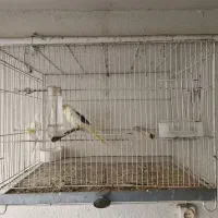 طوطی عروس دوکت و قفس|پرنده|بابل, |دیوار