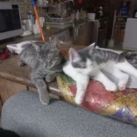 واگذاری گربه|گربه|مشهد, چهارچشمه|دیوار