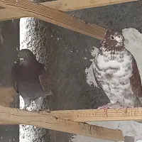 کبوترپرشی|پرنده|قم, زینبیه|دیوار