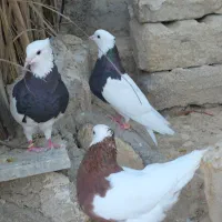 طوقی|پرنده|شیراز, شهرک گلها|دیوار