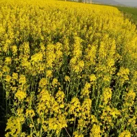 زمین کشاورزی بارانی