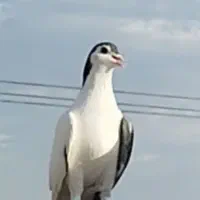 کبوتر دوبال