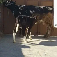 فروش گاو گوساله