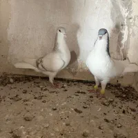 کبوتررنگی|پرنده|اقبالیه, |دیوار