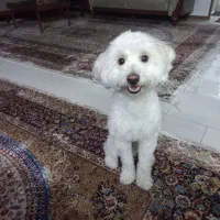 واگذاری پودل میکس 2ساله