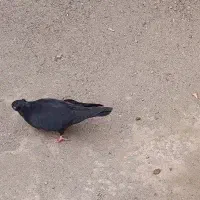 گمشده|حیوانات|جیرفت, |دیوار