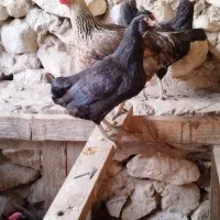 تخم مرغ نطفه دار|حیوانات مزرعه|خورموج, |دیوار