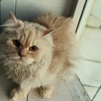 گربه اسکاتیش پرشین ماده توافقی