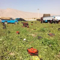 خریدار گوجه ربی کارخانه