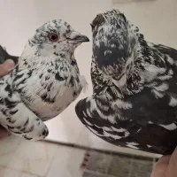 یک جفت کبوتر سوسکی جنگلی ذغالی