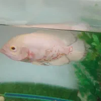 ماهی اسکار آلبینو آکواریوم